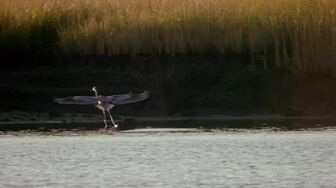 Shared Planet S01E01 WEB H264-RBB